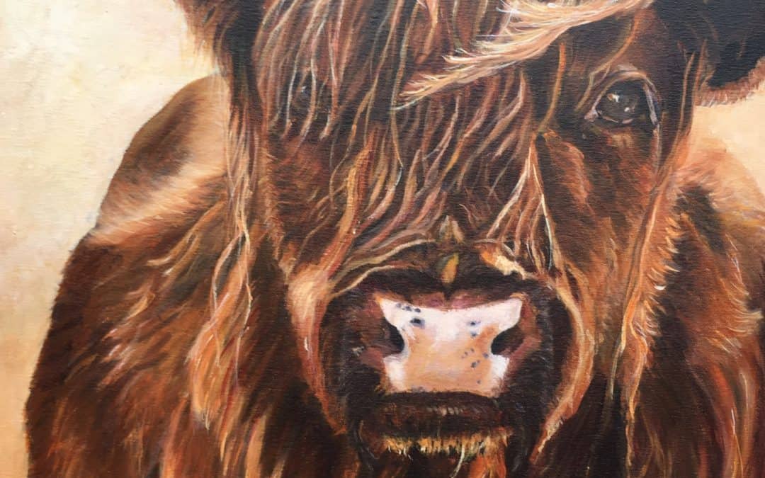 Highland Coo, 2018, acryl op doek, 50:50 cm, verkocht